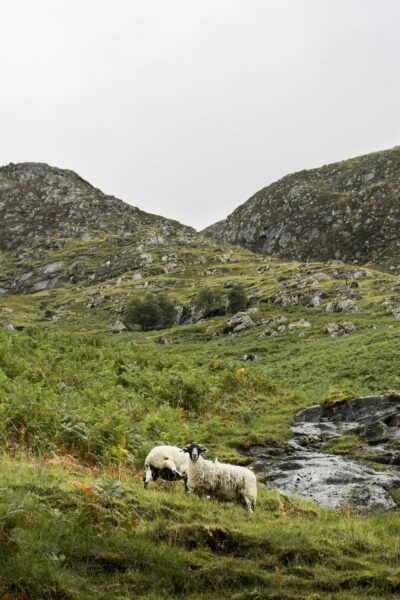 schaap op berg, schotland