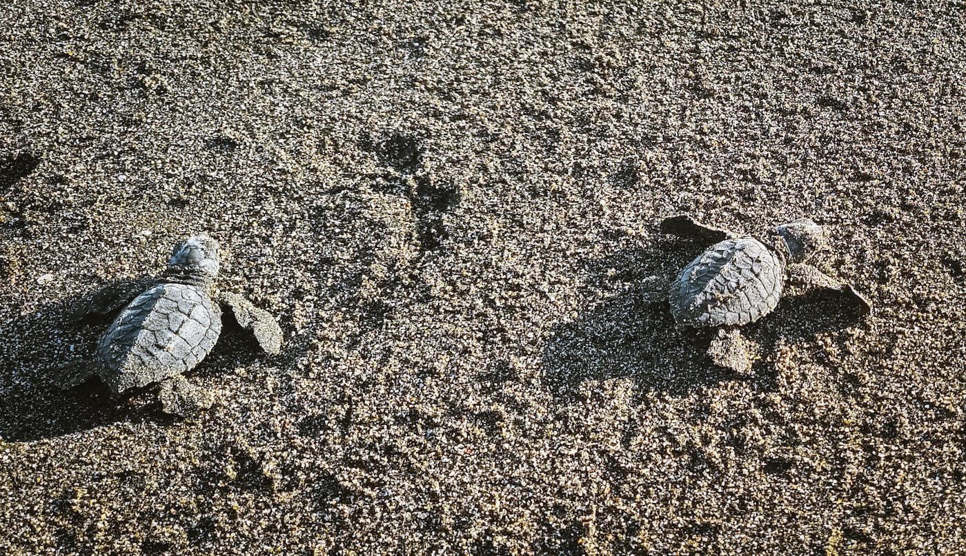 schildpadden strand leon