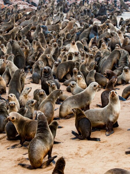 skeleton coast namibie