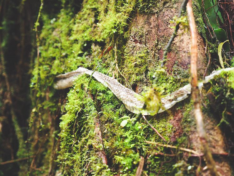 slangenhuid Catarata del Toro costa rica