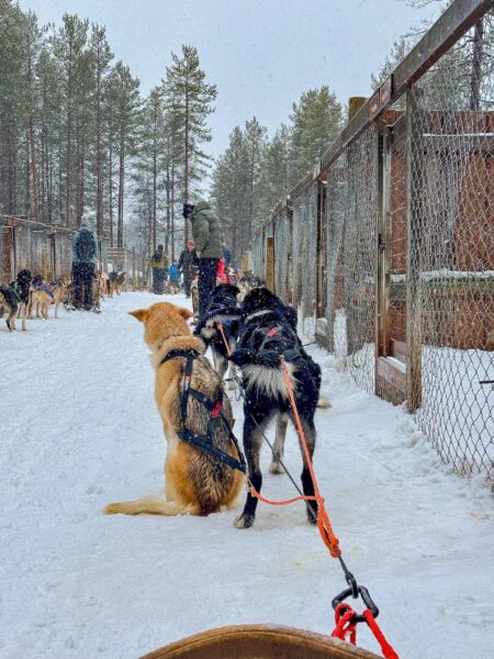 sledehonden in Lapland