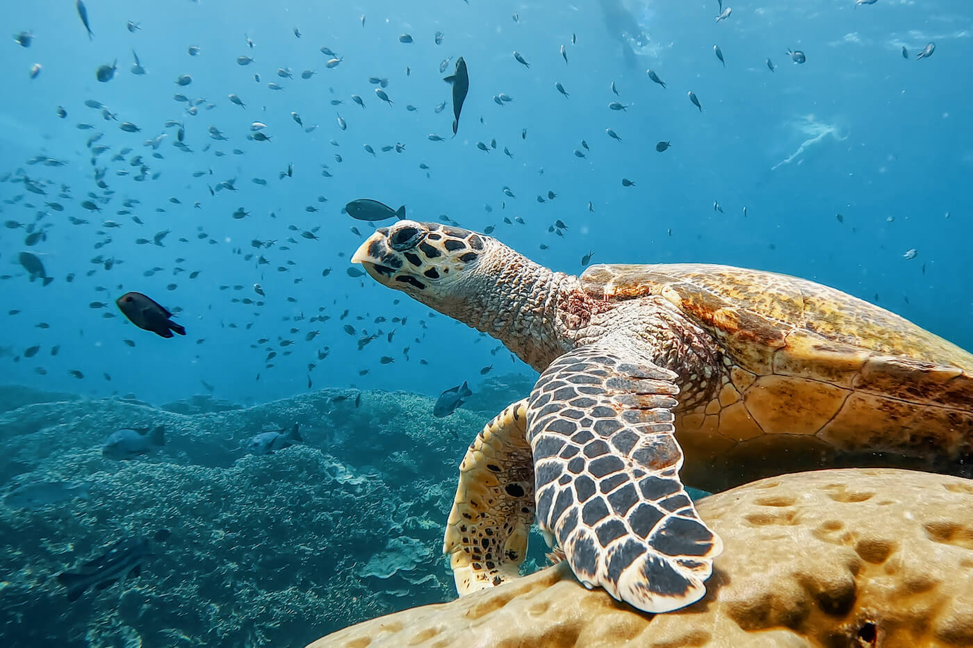 snorkelen komodo eilanden duiken