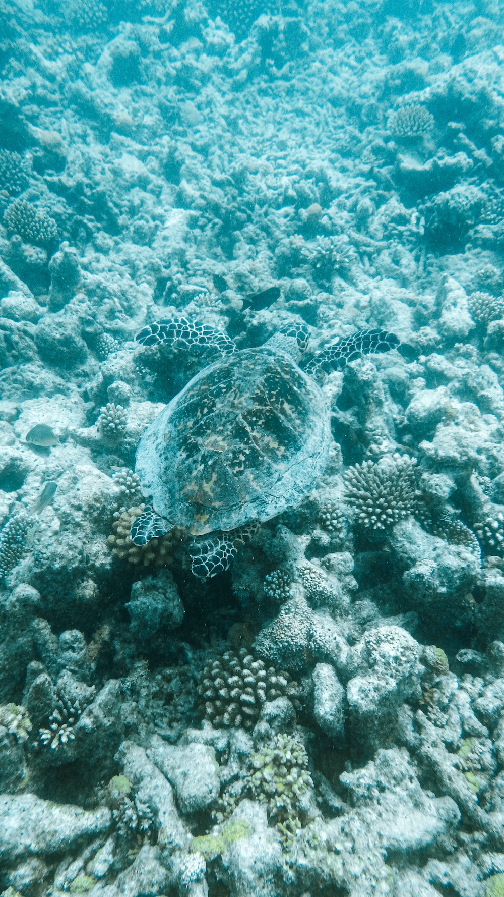 snorkelen met schildpad, Dhiffushi