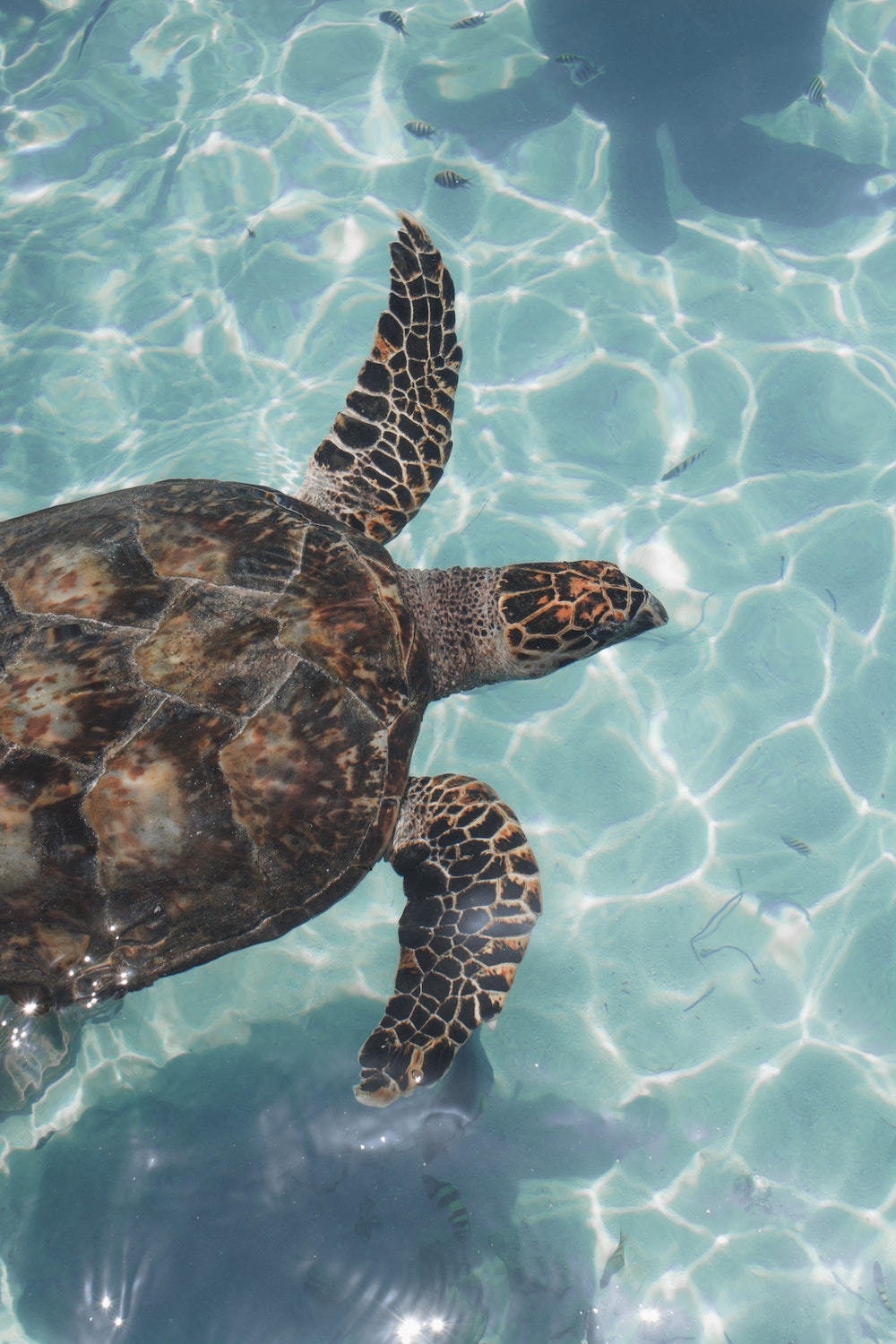 snorkelen met zeeschildpadden