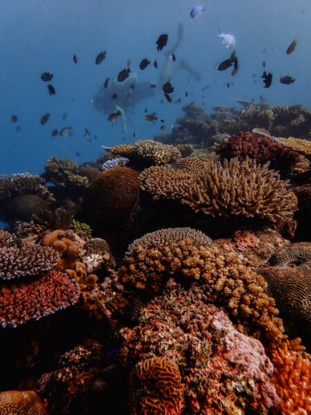 snorkelen yasawa fiji duiken