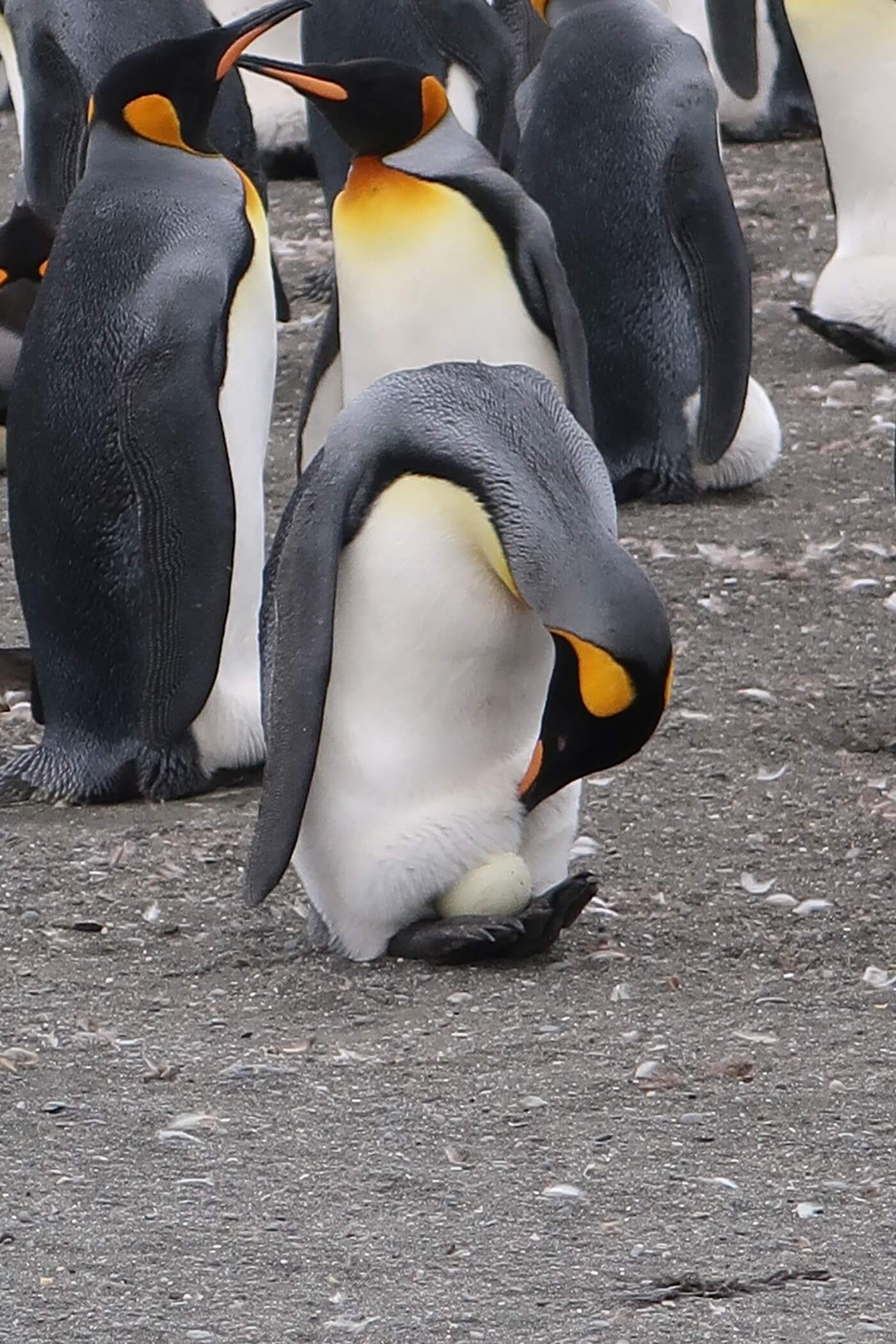south georgia pinguins Gold Harbor