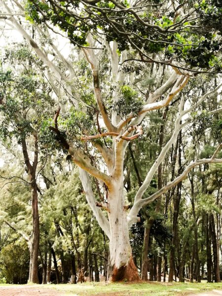 Large tree with white bark and twisting branches in a park, with green grass and other trees in the background.