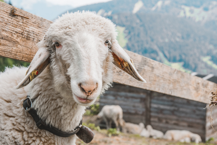 stedentrip salzburg Mountainbiken schapen