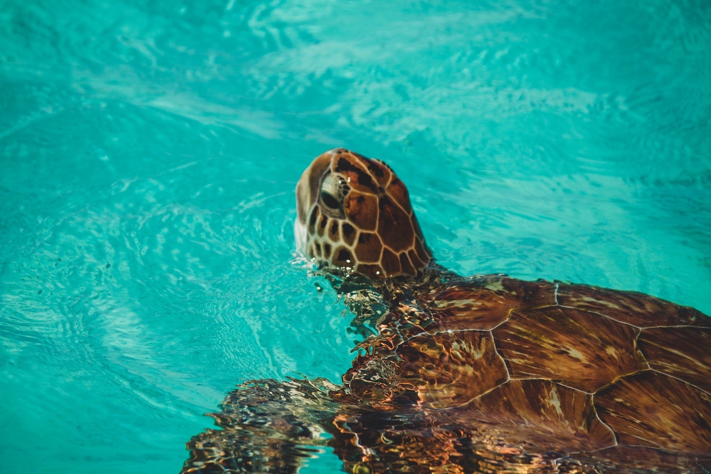 stranden curacao snorkelen schildpadden