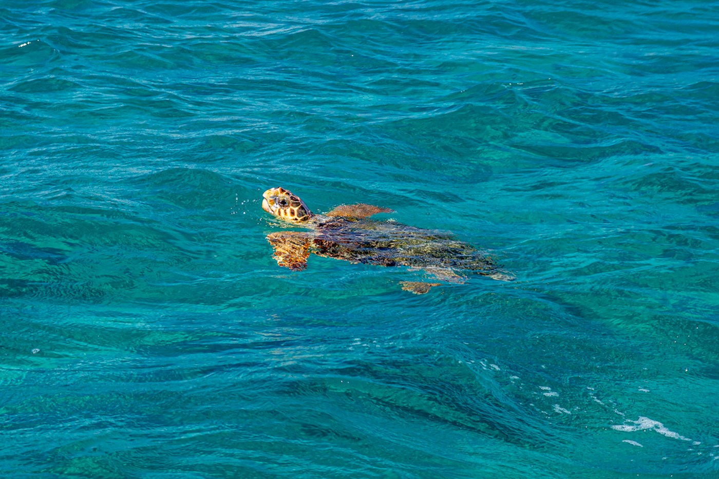 stranden zakynthos schildpadden