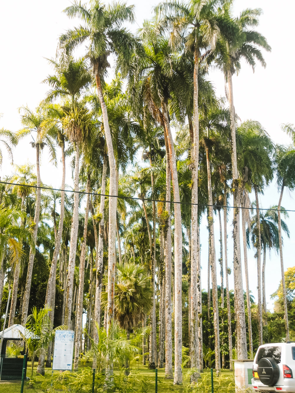 suriname vakantie tips palmentuin paramaribo