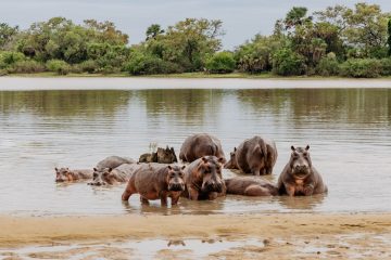 tanzania safari nijlpaarden selous