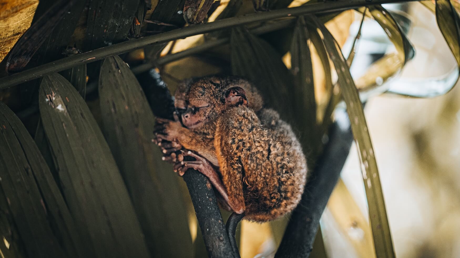 tarsiers in boom, Bohol reisroute Filipijnen
