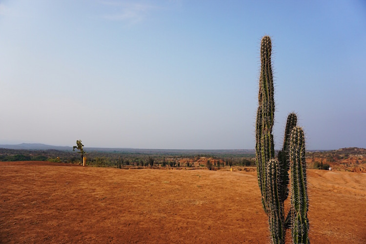 tatacoa cactussen colombia