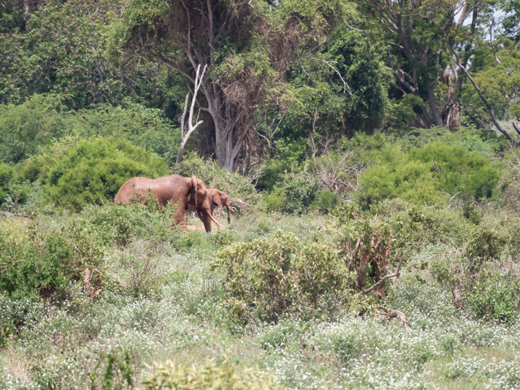 tenBoma olifanten in kenia