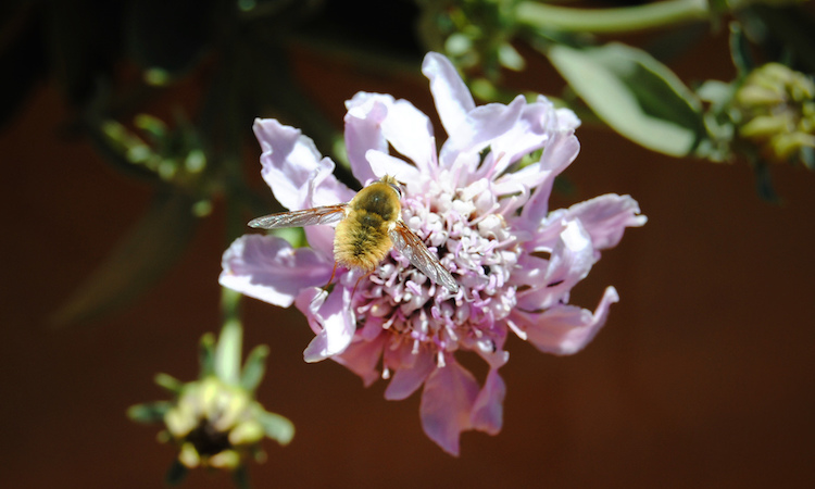 tenerife flora fauna el teide vulkaan