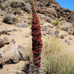 tenerife flora fauna rondom de vulkaan