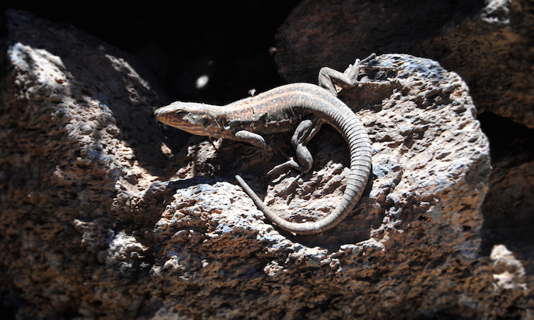 tenerife vulkaan el teide dieren