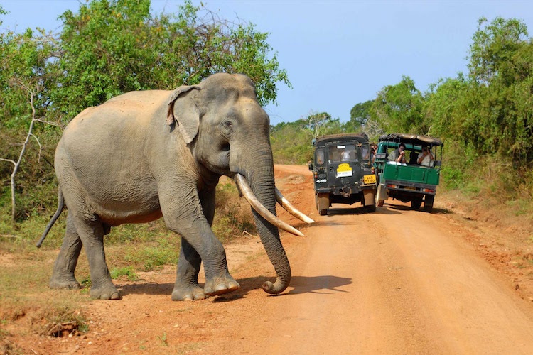 the tuk tuk trip sri lanka yala national park