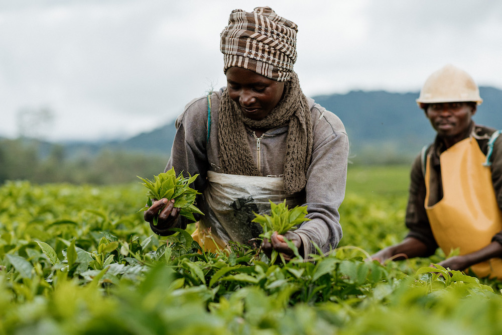 thee plantage rwanda reizen