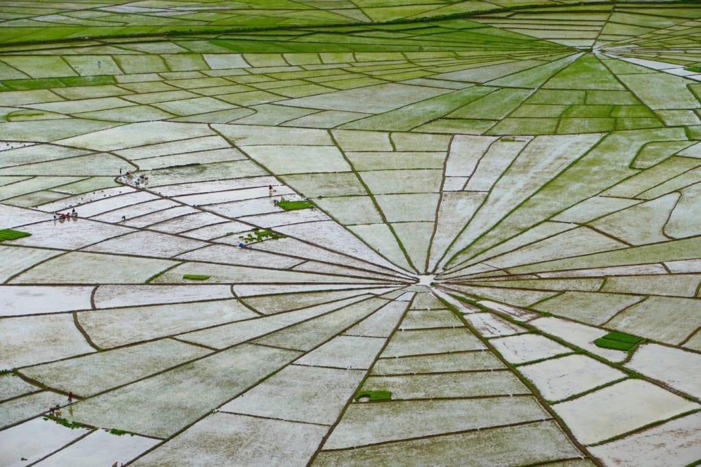 tips flores indonesie rice fields