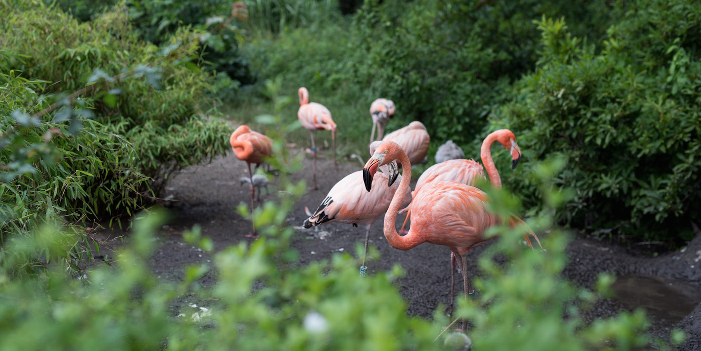 tips ostrava tsjechie flamingo