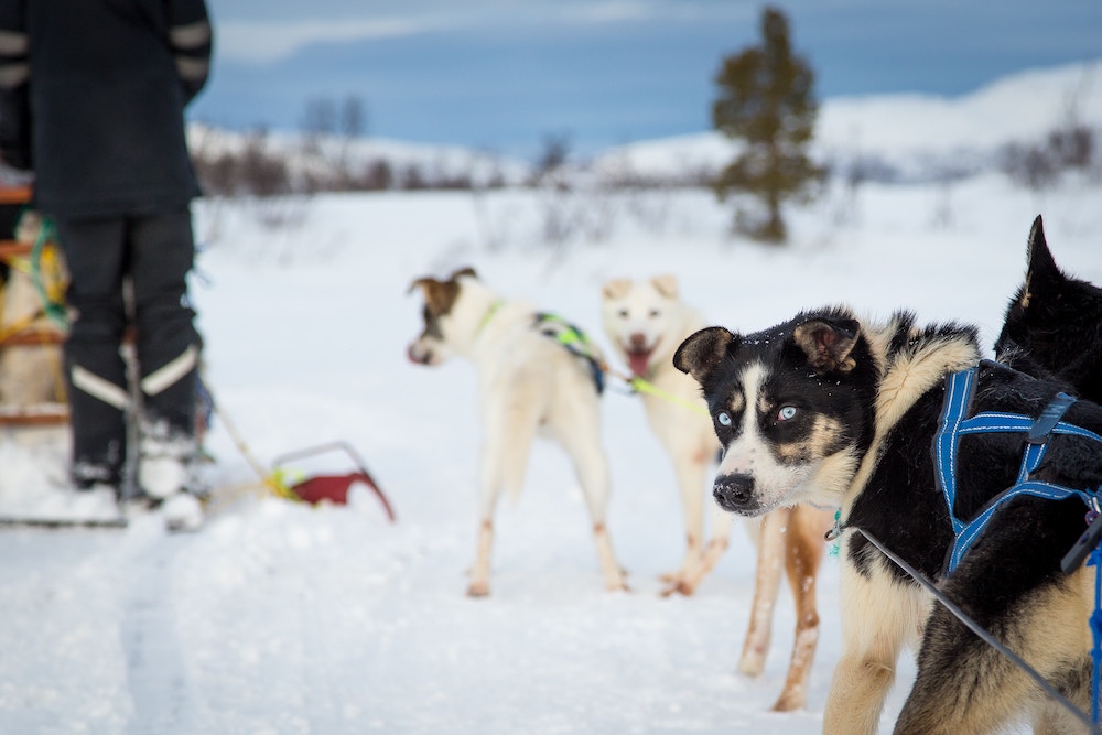 tromso winter huskytocht