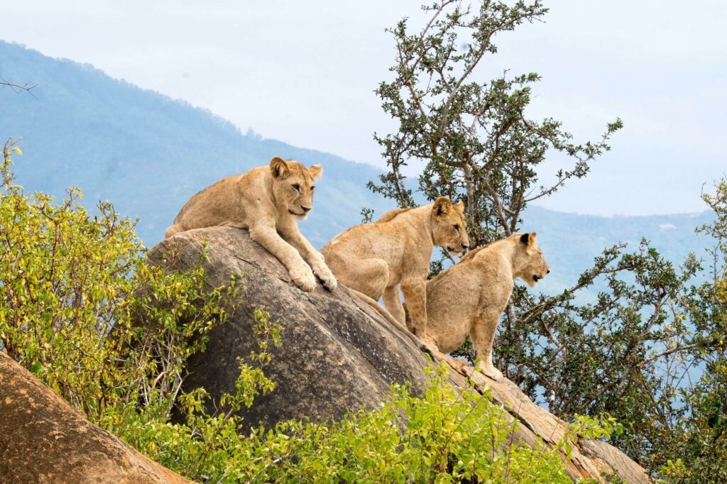 tsavo national park kenia