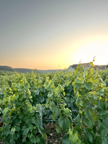 uitzicht wijngaard Huttopia Beaune