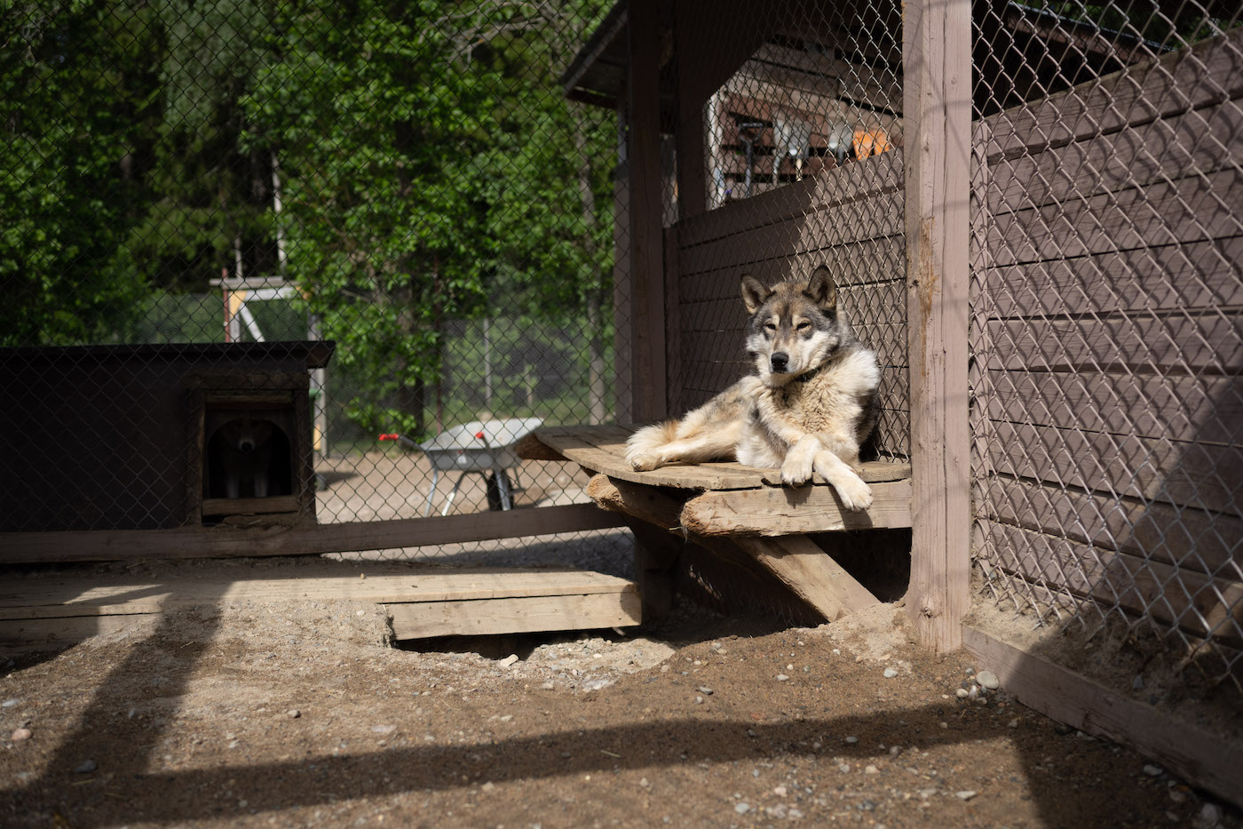 vakantie finland husky