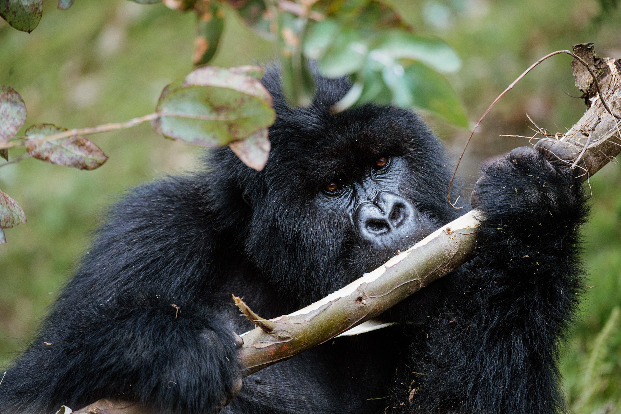 vakantie rwanda gorilla spotten