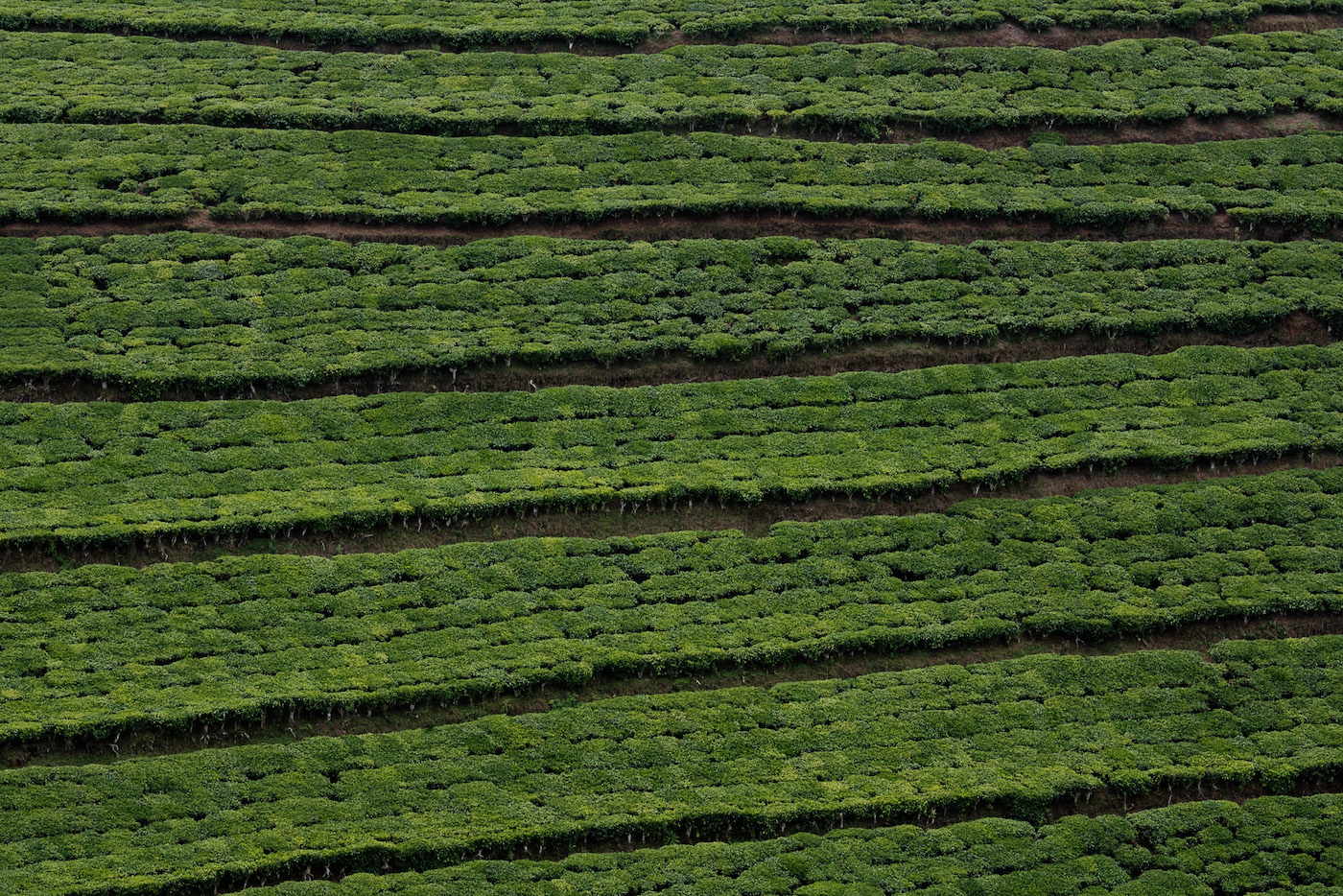 vakantie rwanda theeplantages