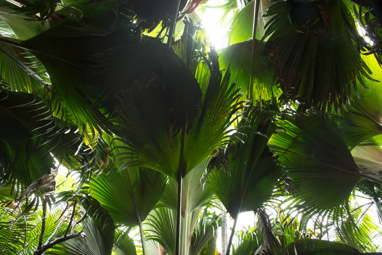 vallee de Mai dak van de jungle praslin seychellen