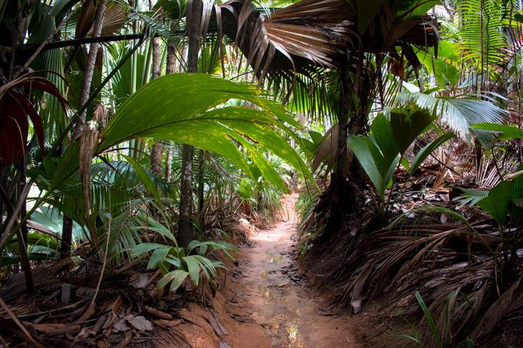 vallee de Mai jungle pad praslin seychellen