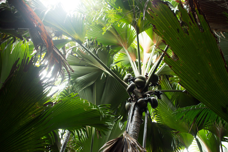 vallee de Mai jungle praslin seychellen