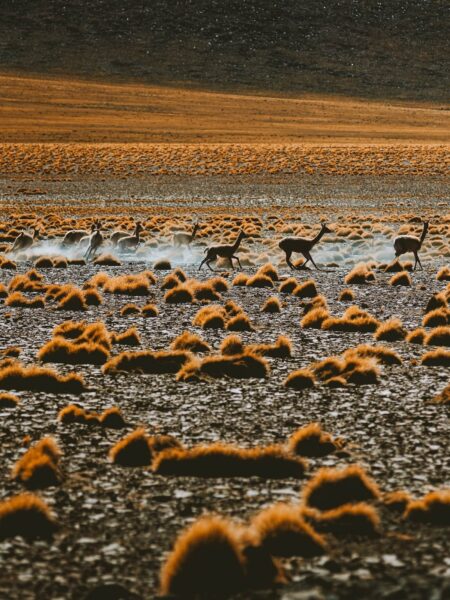 vicuñas in de Atacama woestijn