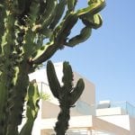 villa-yuna-ibiza-cactus-tuin