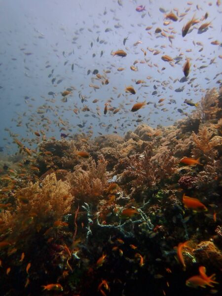 visjes en koraal, Southern Leyte