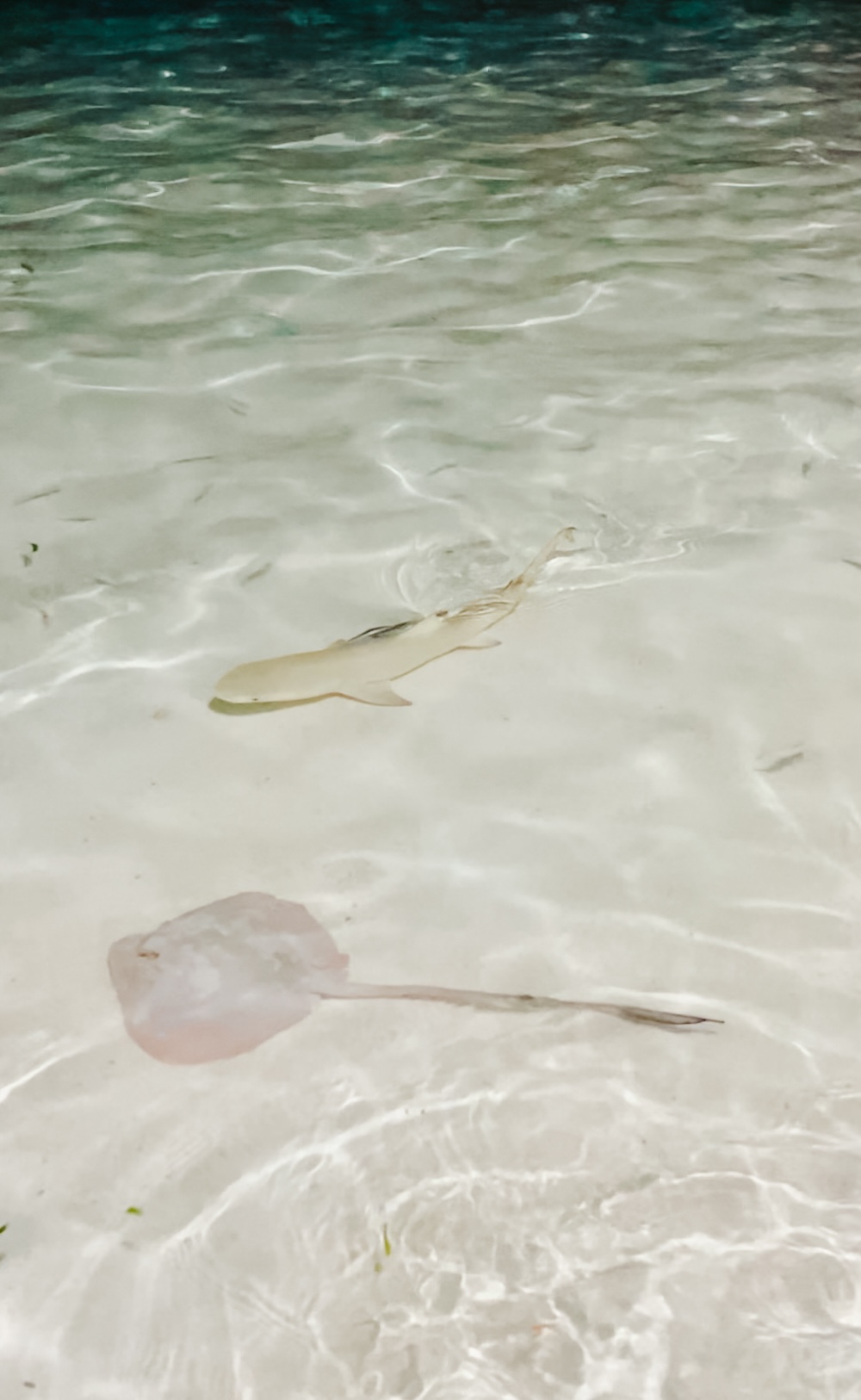 vissen langs de kust Dhiffushi