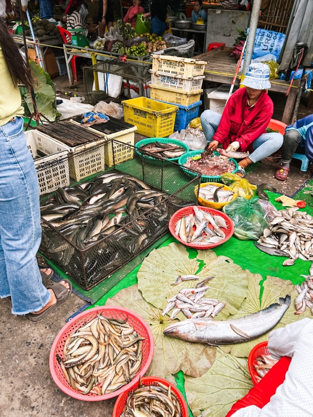 vissen op de markt in battambang
