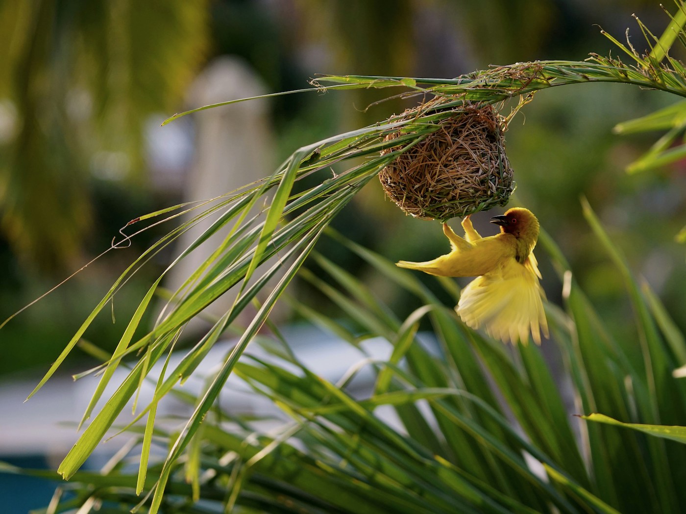 vogels in kenia watamu