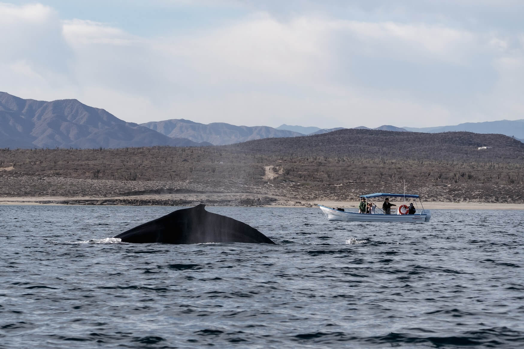 walvis spotten, Baja California