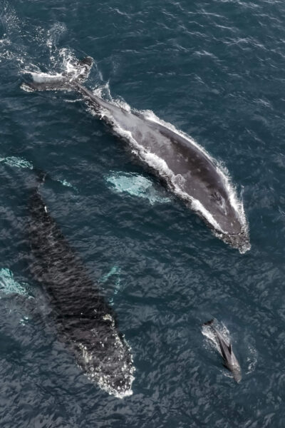walvissen in La Ventana, Baja California