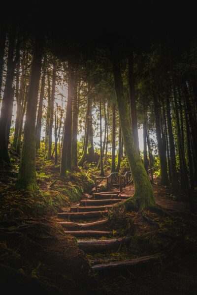Wooden stepping-stone path winding through a mossy forest with sunlight filtering between trees, ascending uphill.
