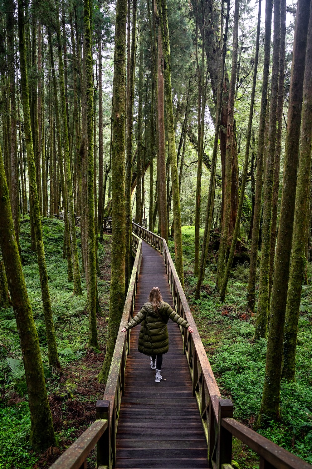wandelpad door de bossen, Alishan