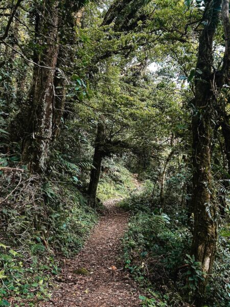 wandelpad door de bossen, El Pianista Trail