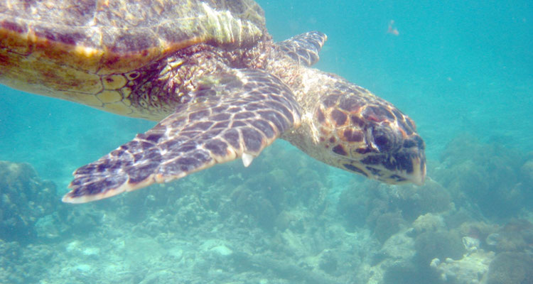 wat te doen in Madagascar-schildpad-sawadee