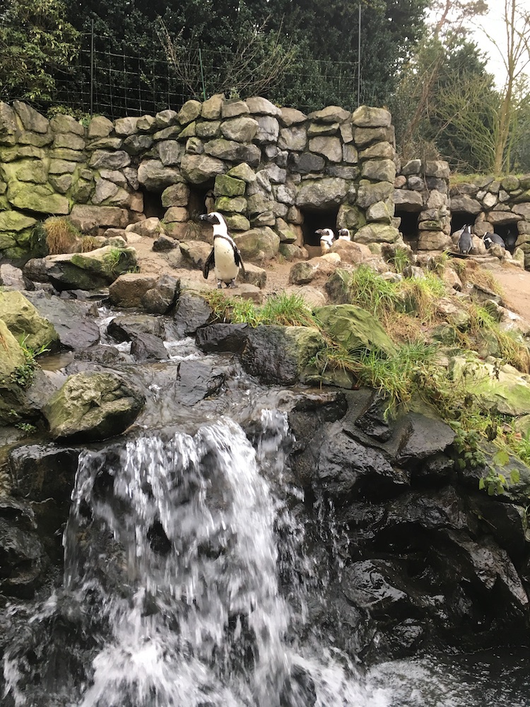 wat te doen in arnhem Burgers Zoo Pinguins