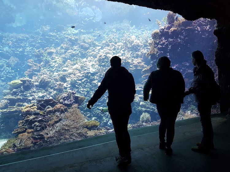wat te doen in arnhem Burgers Zoo