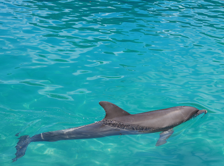 wat te doen in miami onderwater wereld